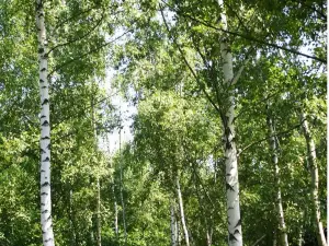 Березовая Роща