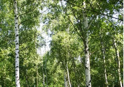Gorod Tyumen