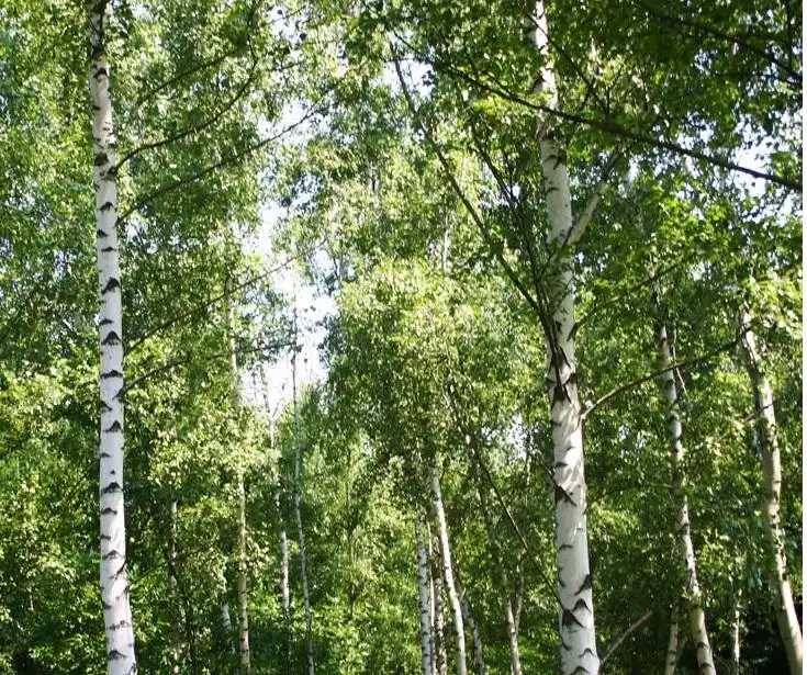 Hotels in Gorod Tyumen'