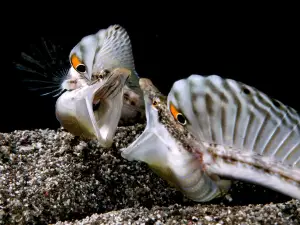 Scubaqua Dive Center
