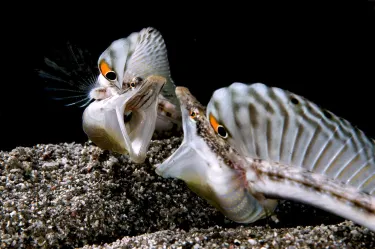 Scubaqua Dive Center