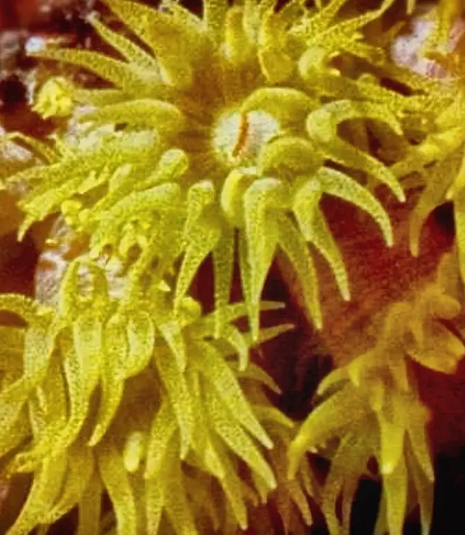 Nianganfoix