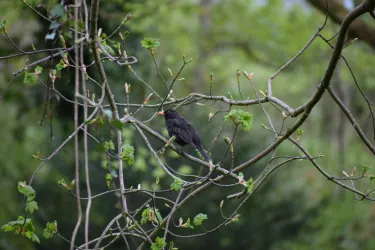 貝爾沃森林公園