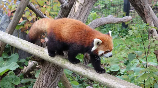 5_札幌市圓山動物園