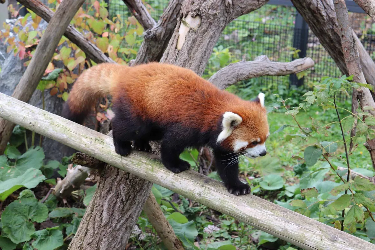 5_札幌市圓山動物園
