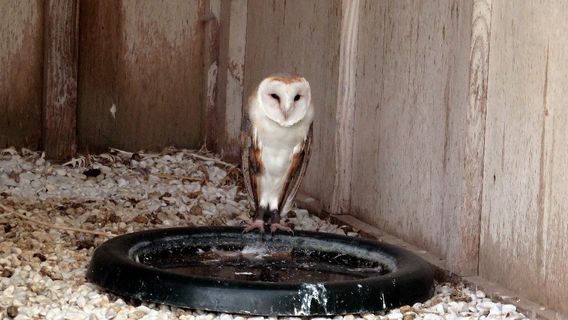 Malta Falconry Centre