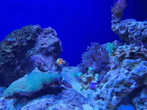 Aquarium Pula