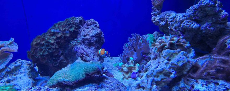 Aquarium Pula