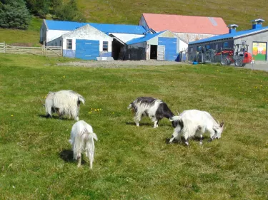 Haafell Goats and Roses