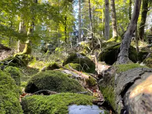 Forest Park Golubinjak