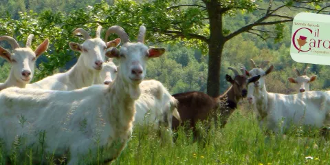 Azienda Agricola Biologica Il Cardo