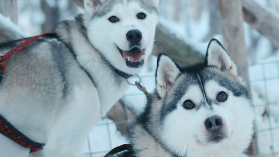 Arctic Circle Husky Park