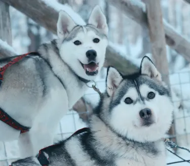 Arctic Circle Husky Park