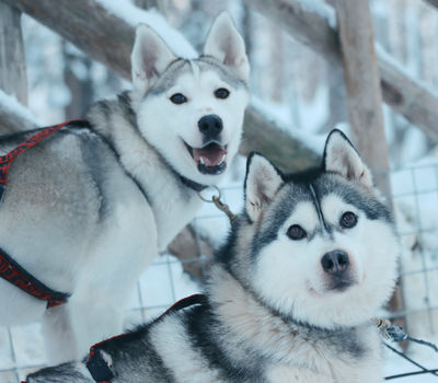 Arctic Circle Husky Park