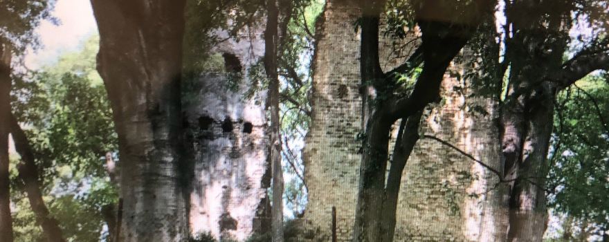 Torre di Rai
