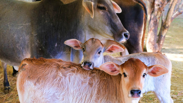 Animal Aid Unlimited