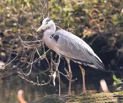 Hotels in Ashfield District