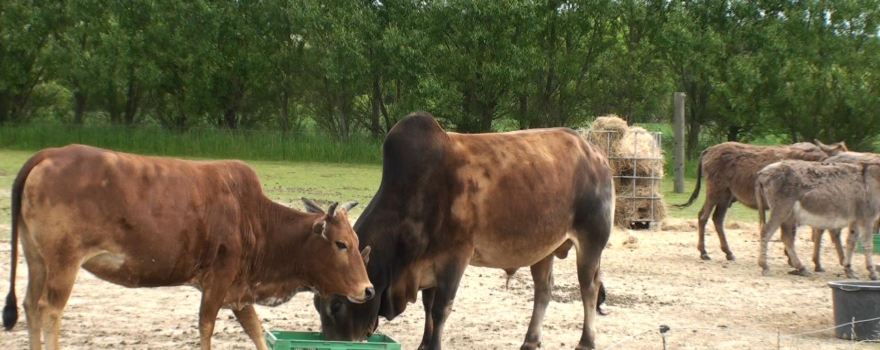 Odsherred Zoo Rescue