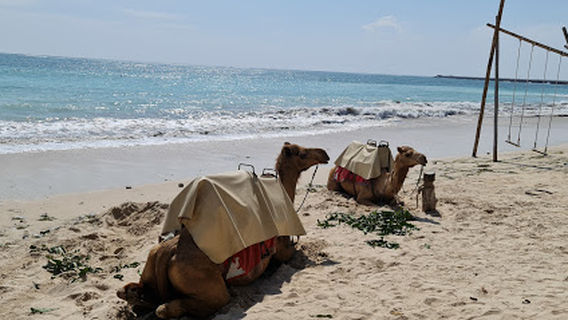 Bali Camel Adventure