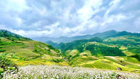 Rice Tray Viewpoint Mâm Xôi