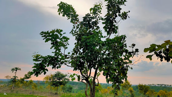 lapangan plosombo
