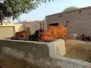 District Lodhran