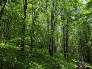Palmer Hill Trail