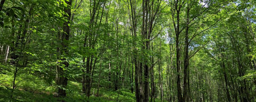 Palmer Hill Trail
