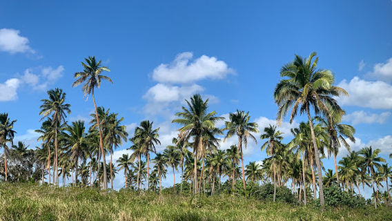 Haveluliku