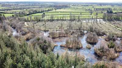 Dundrum woods