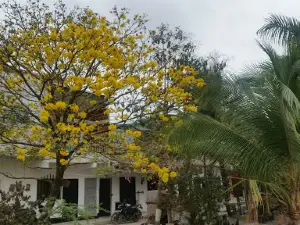 Lineal Park