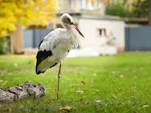 Luckenwalde Zoo