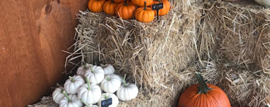 Fern Valley Farm