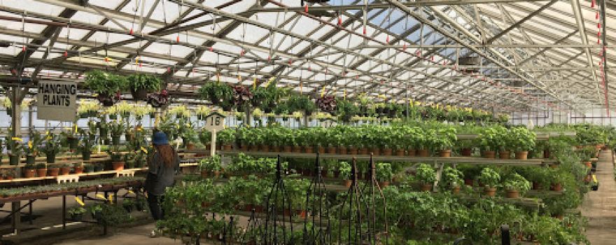 Kane's Flower World