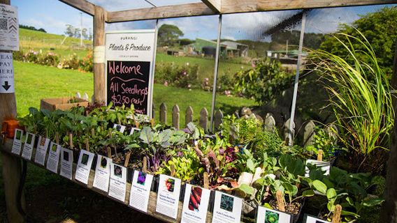 Purangi Plants and Produce