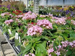 Flower Garden