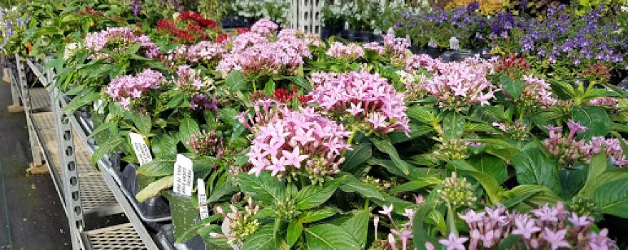 Flower Garden