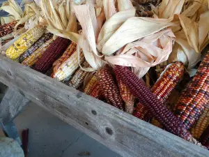Myers Pumpkin Patch & Greenhouses