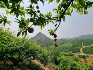 Đồi chè Trái Tim