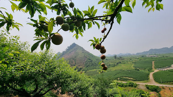 Đồi chè Trái Tim