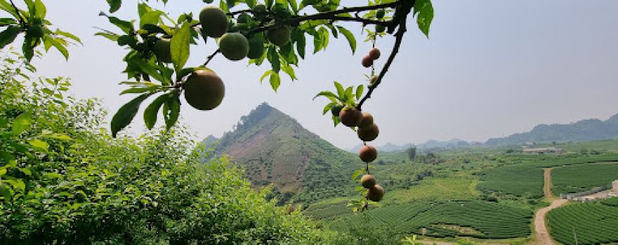 Đồi chè Trái Tim ( Chè Ô LONG - Shan tuyết)