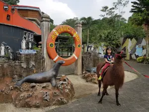 Dolphin's Bay Taman Safari Indonesia II Prigen