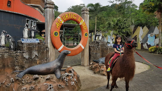 Dolphin's Bay Taman Safari Indonesia II Prigen