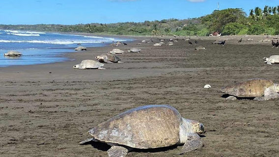 Tour Gilbert Tortuga Lora