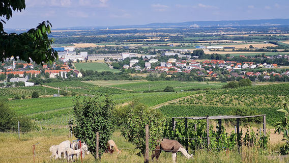 Alpakawanderung und Lamawanderung Mödling