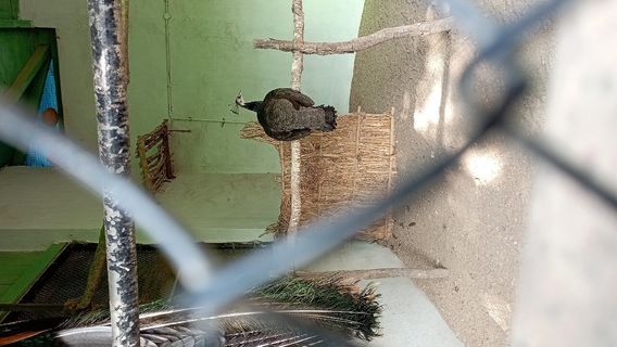 G B Pant High Altitude Zoo