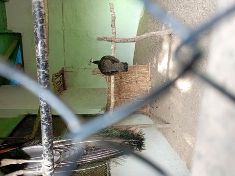 G B Pant High Altitude Zoo
