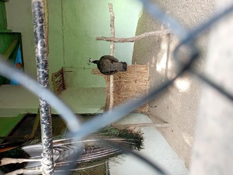G B Pant High Altitude Zoo