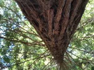 The Forest of Nisene Marks State Park