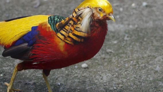El Nispero Zoo